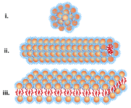 Anisotropically Surface-Functionalized Nanocrystals